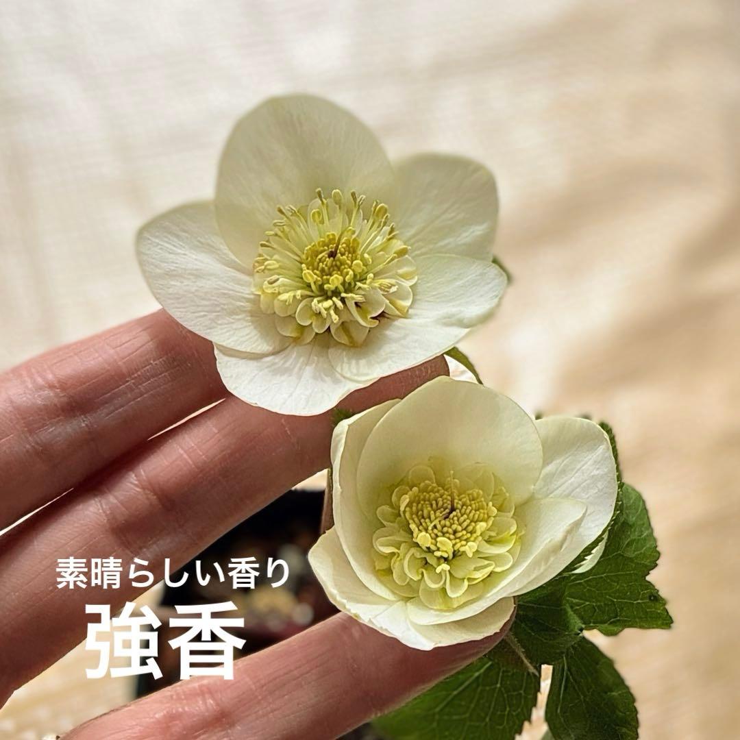 K*i様 ■加藤農園■ 強香 今シーズン株分け クリスマスローズ