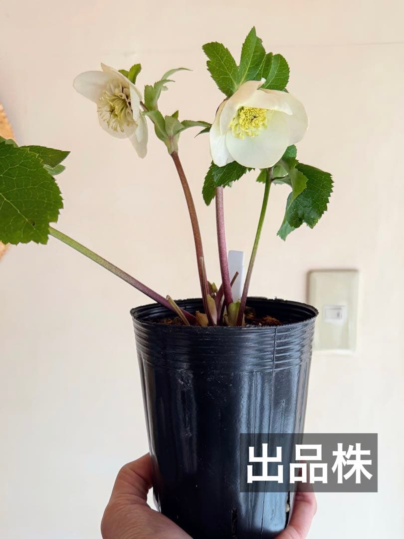 K*i様 ■加藤農園■ 強香 今シーズン株分け クリスマスローズ