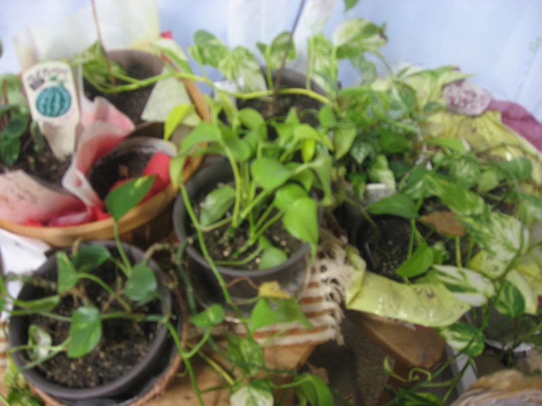 撮影画像あり 訳あり動作品　Canon　IXY DIGITAL　800IS