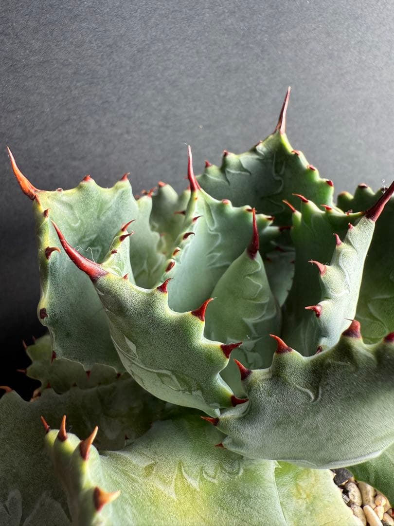 週末限定価格！！アガベ　姫蠍蟹　親株!!イシスメンシス 甲蟹