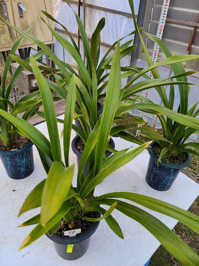 フォアゴットンフルーツ。花芽合計12個。5鉢セット。蜜蜂誘引蘭。日本蜜蜂。