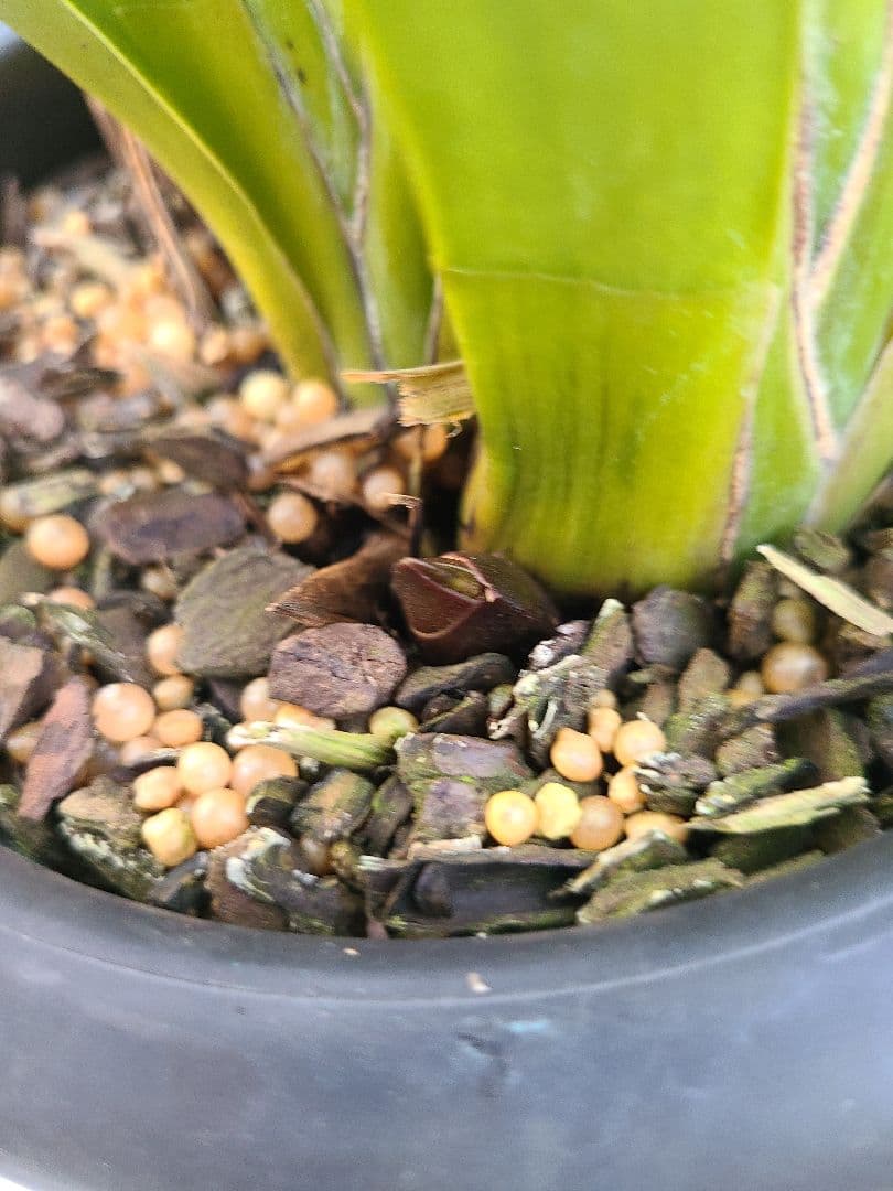 フォアゴットンフルーツ。花芽合計12個。5鉢セット。蜜蜂誘引蘭。日本蜜蜂。