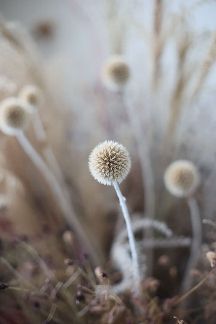 MINOLTA MC ROKKOR-PG 50mm F1.4【光学美品】