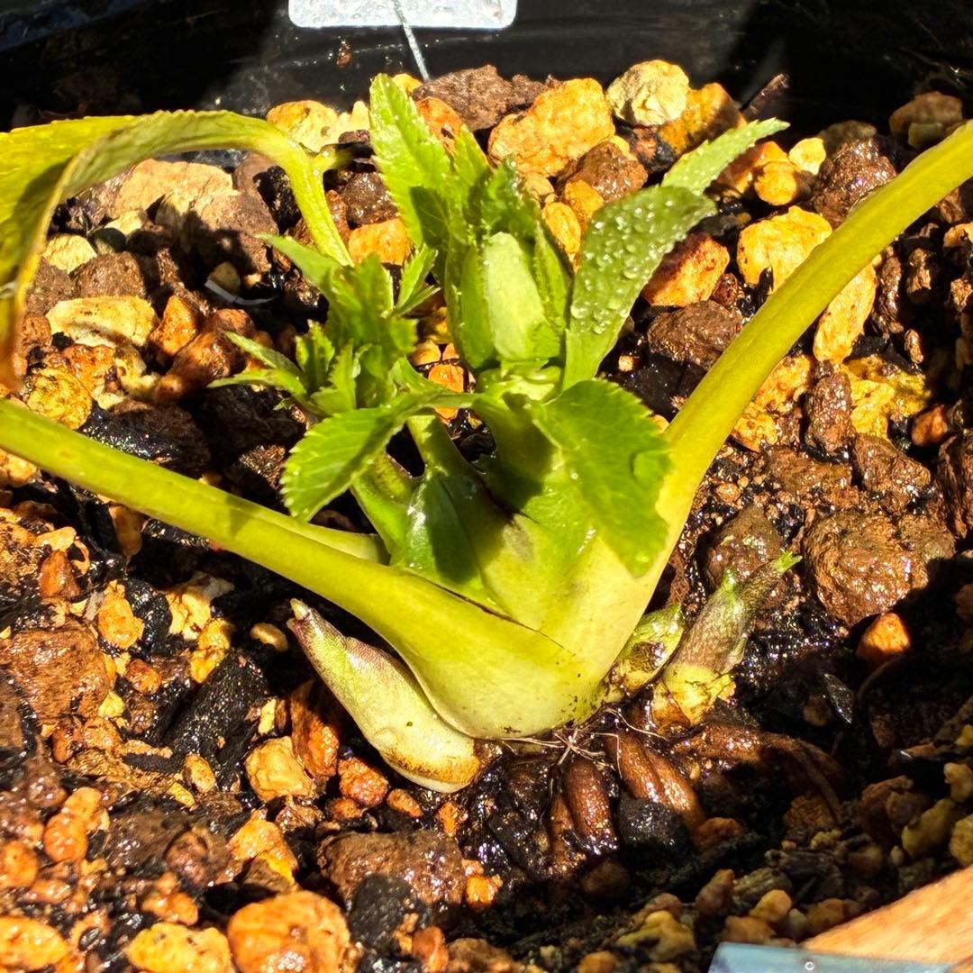 も*子様 ☘️蕾付き☘️NEW☘️レア☘️3395⭐️マイクロヒデコート⭐️小輪