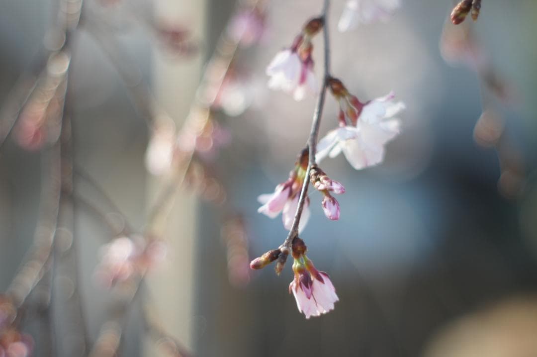 作例有_極美フレア✨ PENTAX スーパータクマー 55mm f1.8 後期