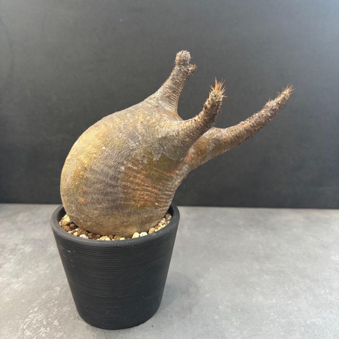 発根済 パキポディウム グラキリス 現地球 良型 塊根植物 コーデックスNO1