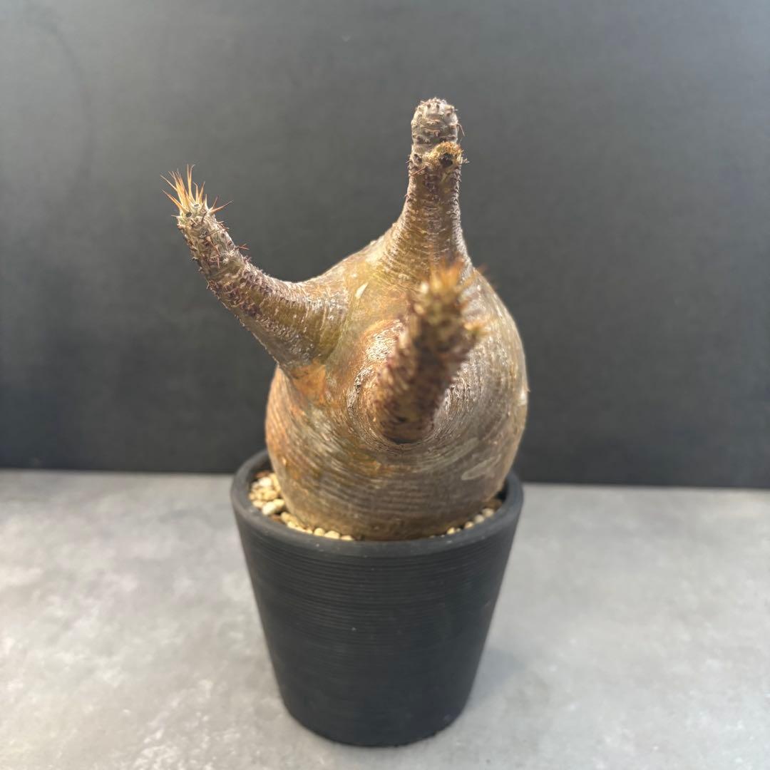 発根済 パキポディウム グラキリス 現地球 良型 塊根植物 コーデックスNO1