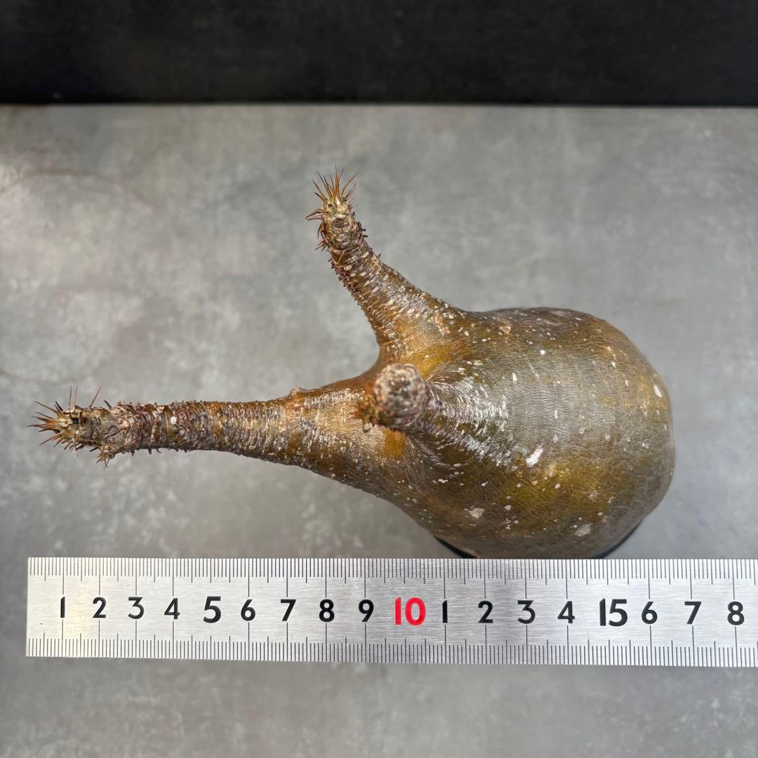 発根済 パキポディウム グラキリス 現地球 良型 塊根植物 コーデックスNO1