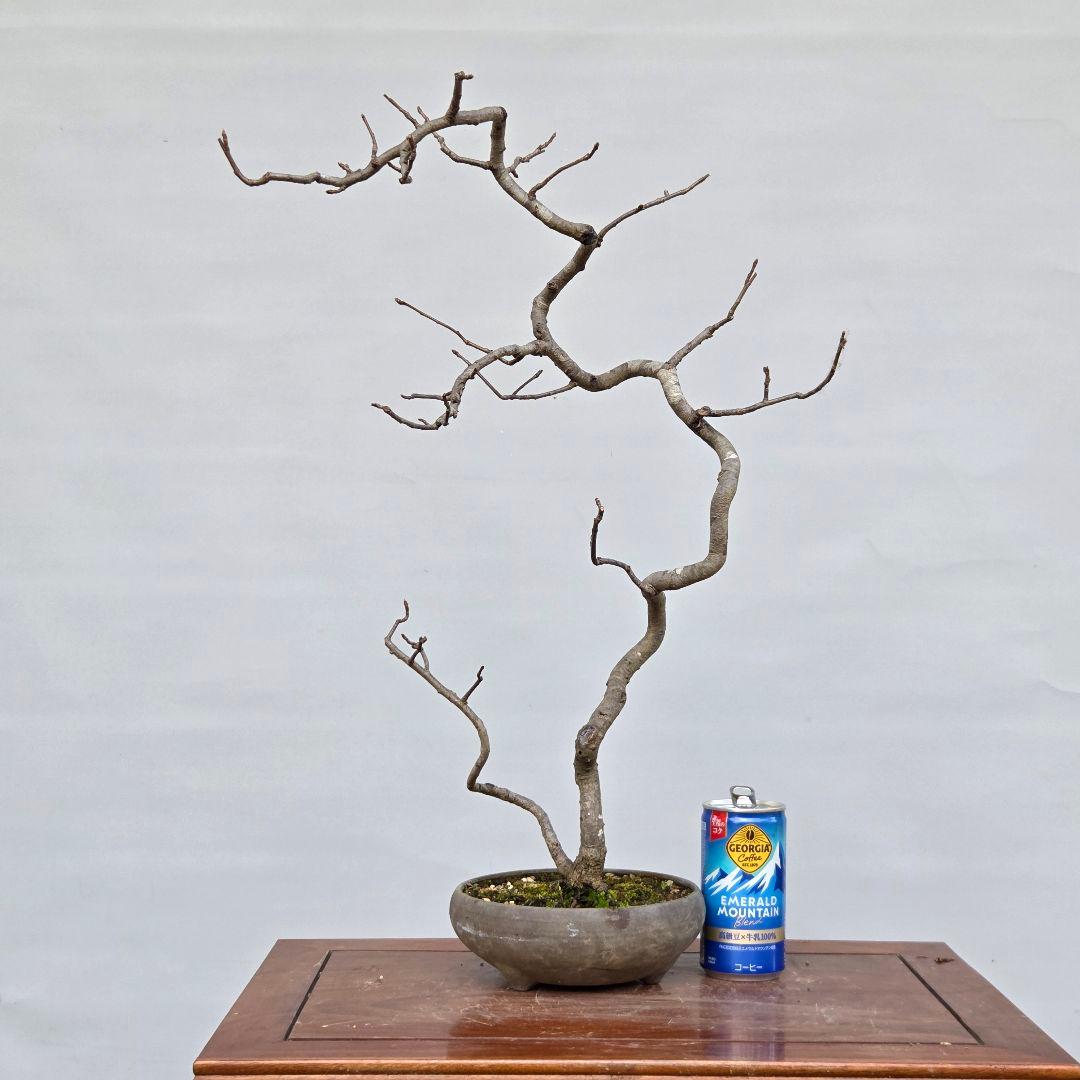 日本カマツカ　[双幹文人風木]　中品盆栽