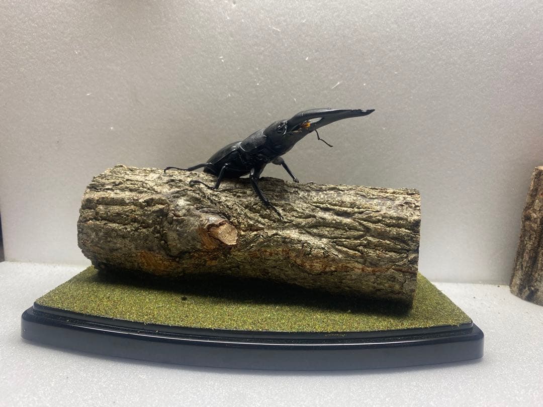 ラ*フ様 LIVE標本　パラワンオオヒラタ　109mm 超特大極太