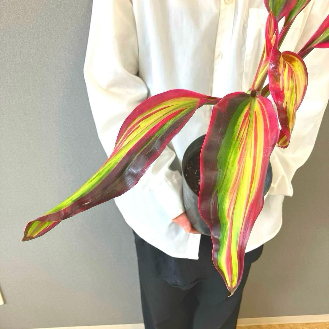 超希少❗️コルジリネ　ビリオンダイアモンド✨