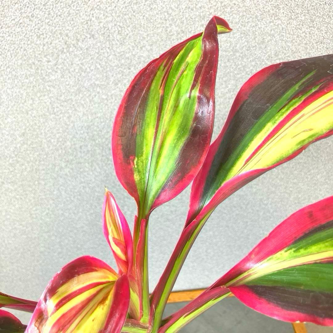 超希少❗️コルジリネ　ビリオンダイアモンド✨