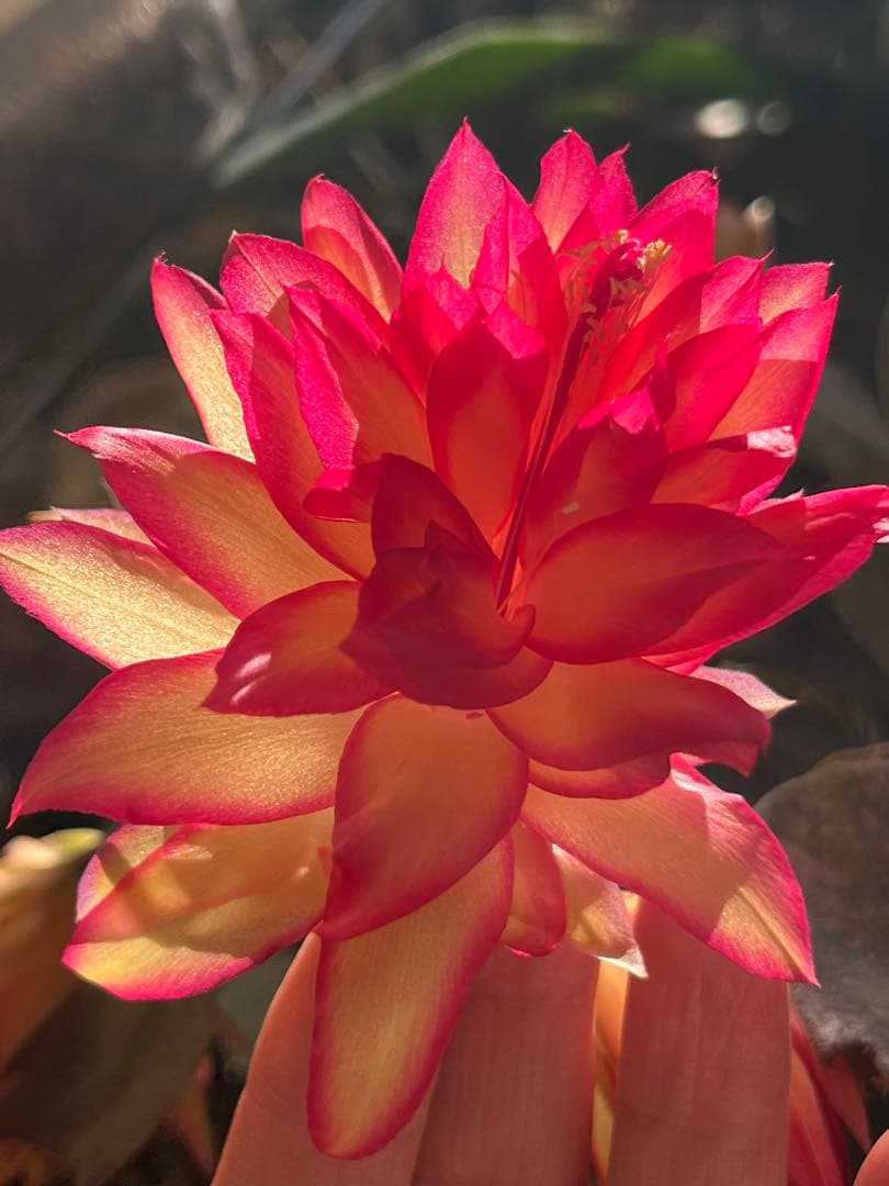 シャコバサボテン　接ぎ木　大きめ