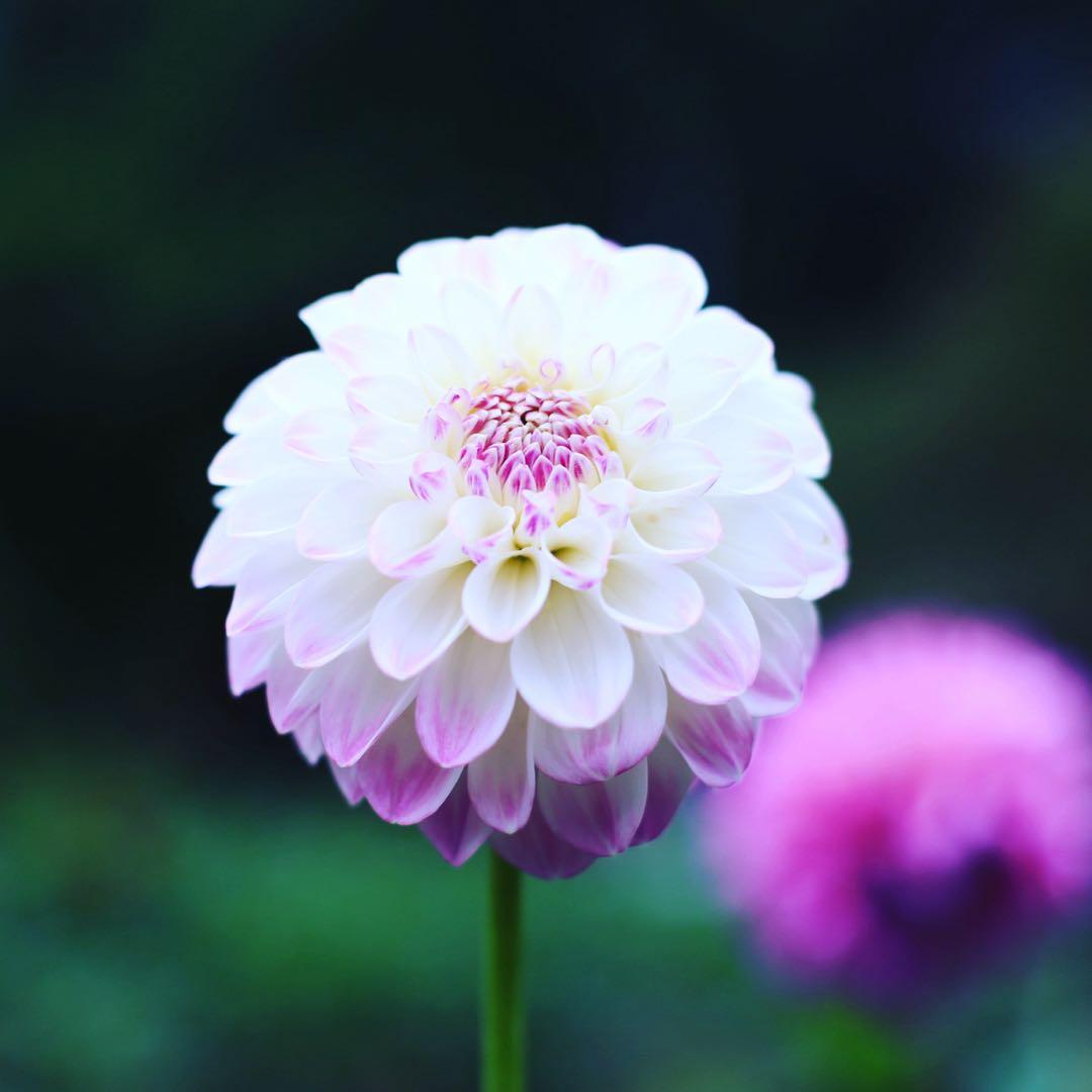 Canon EOS 6D 単焦点レンズ50mm、望遠レンズ70-300mm 付き