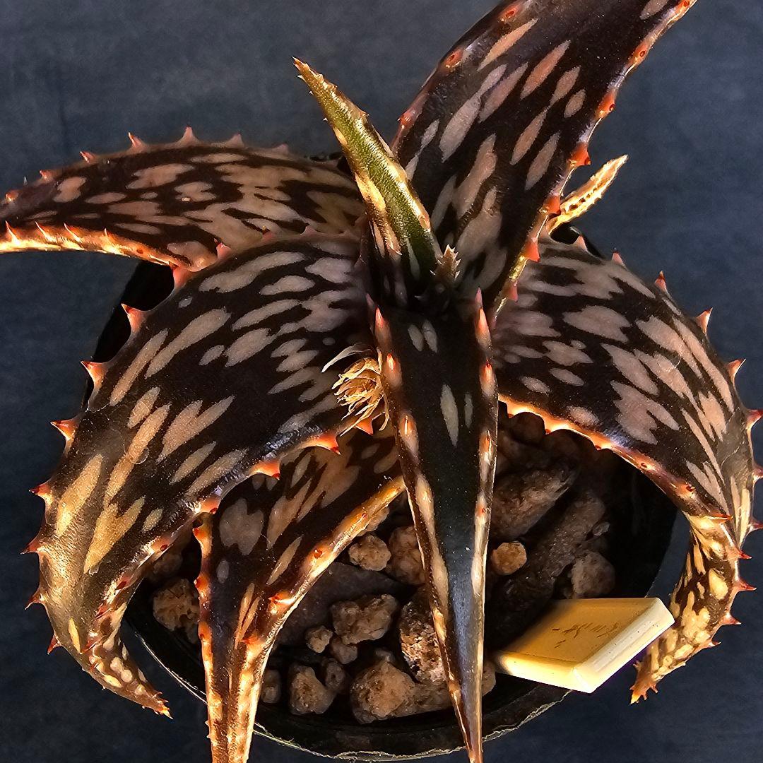 速達発送☆多肉植物 アロエ属 ヘミンギー