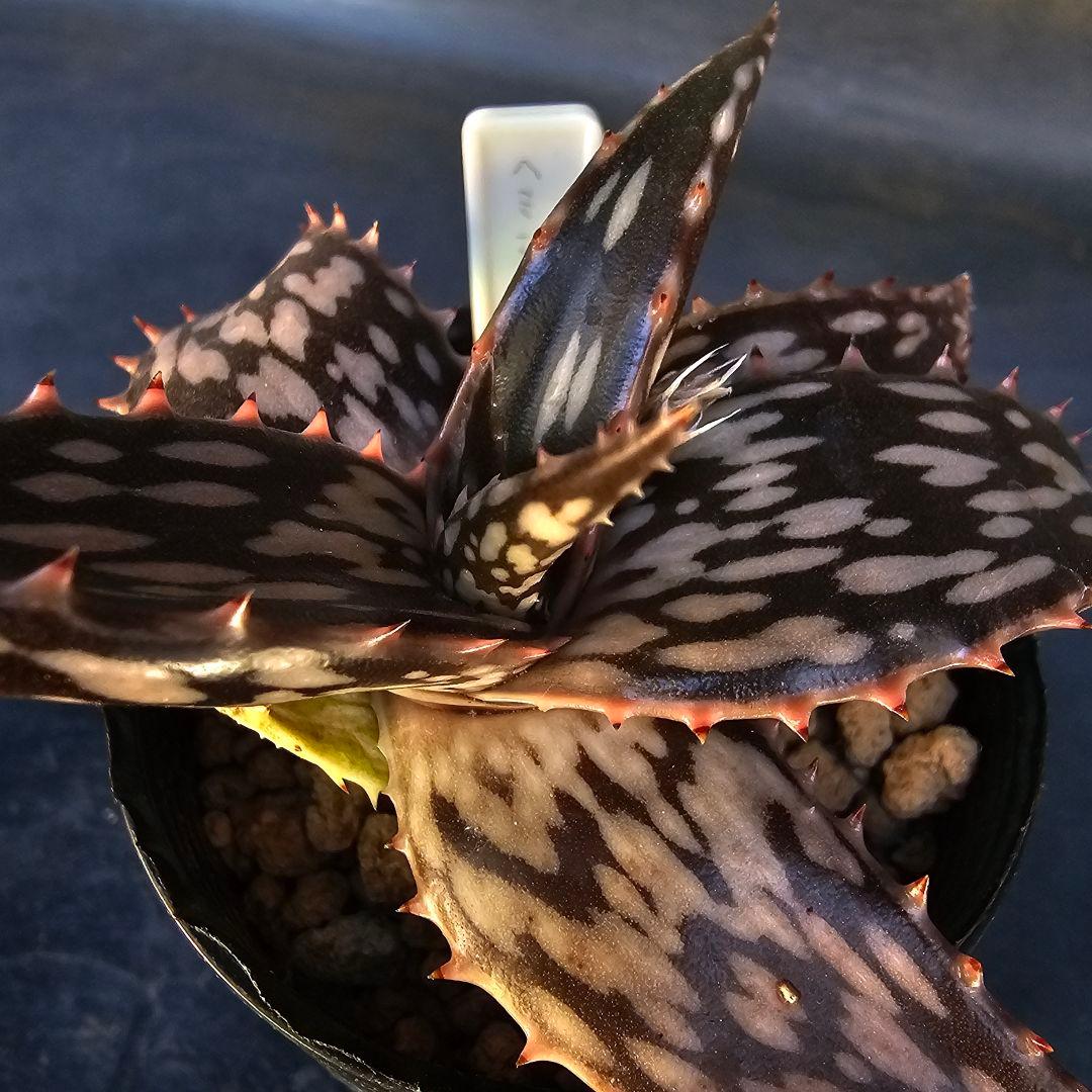 速達発送☆多肉植物 アロエ属 ヘミンギー