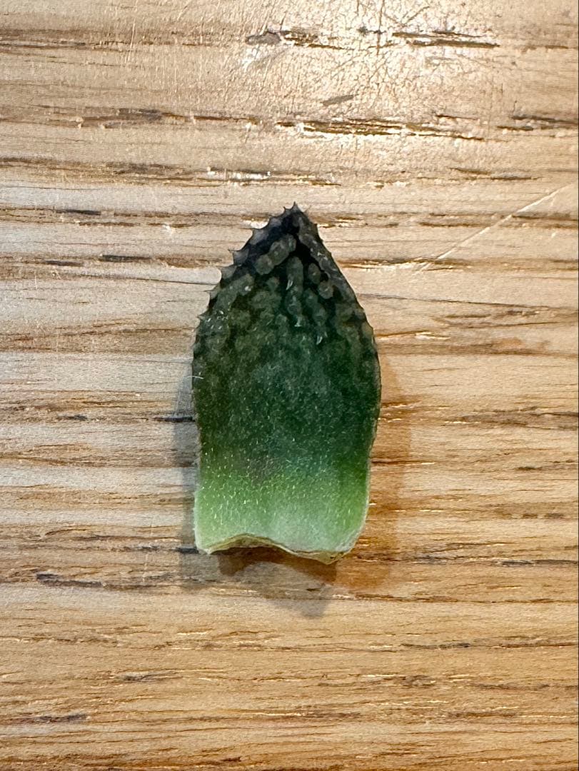 ハオルチア　王蟲　大きめ　葉挿し苗＆ハオルチア　月の恋人　葉挿し苗×2　速達便