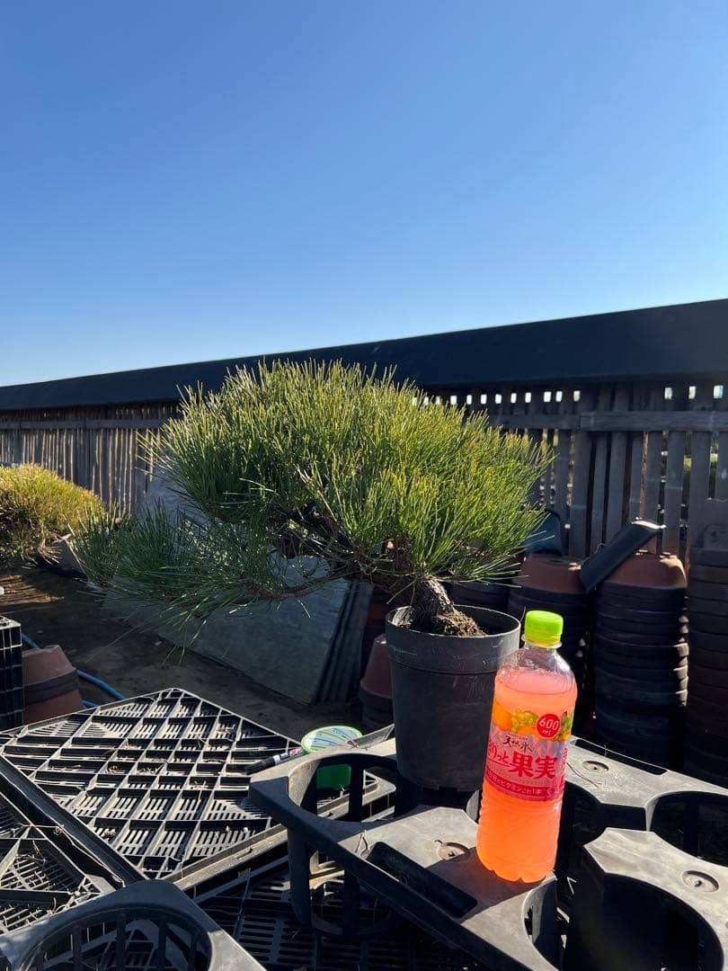 黒松盆栽　中品