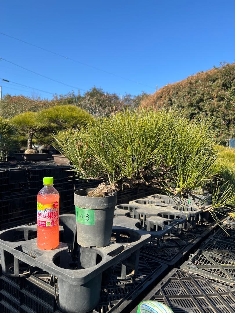 黒松盆栽　中品