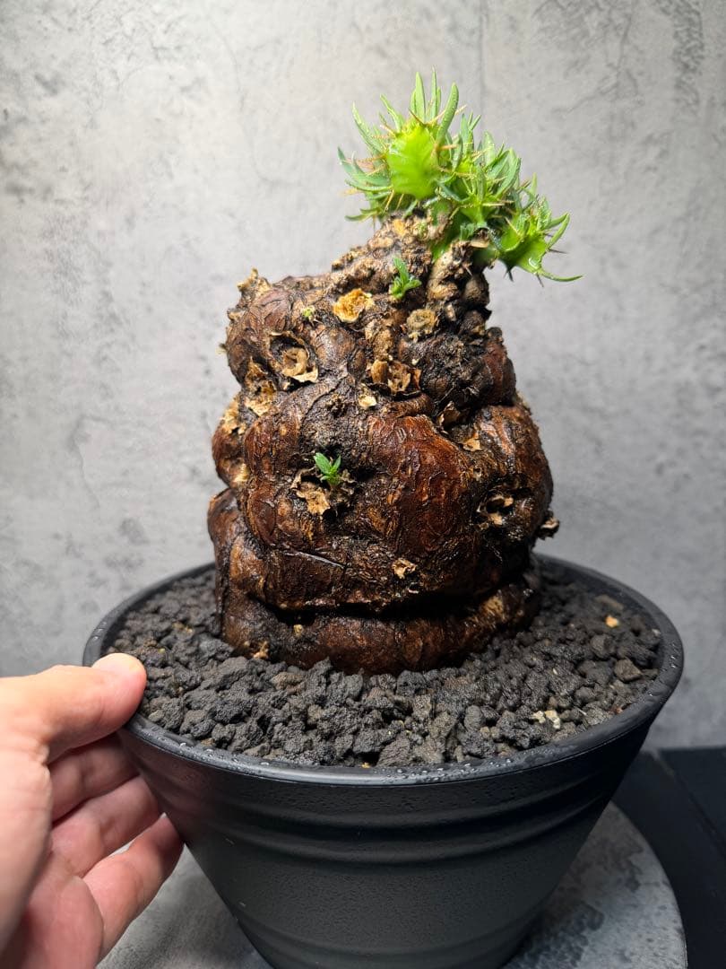 ユーフォルビア　ムランジーナ　美樹形　コレクション株