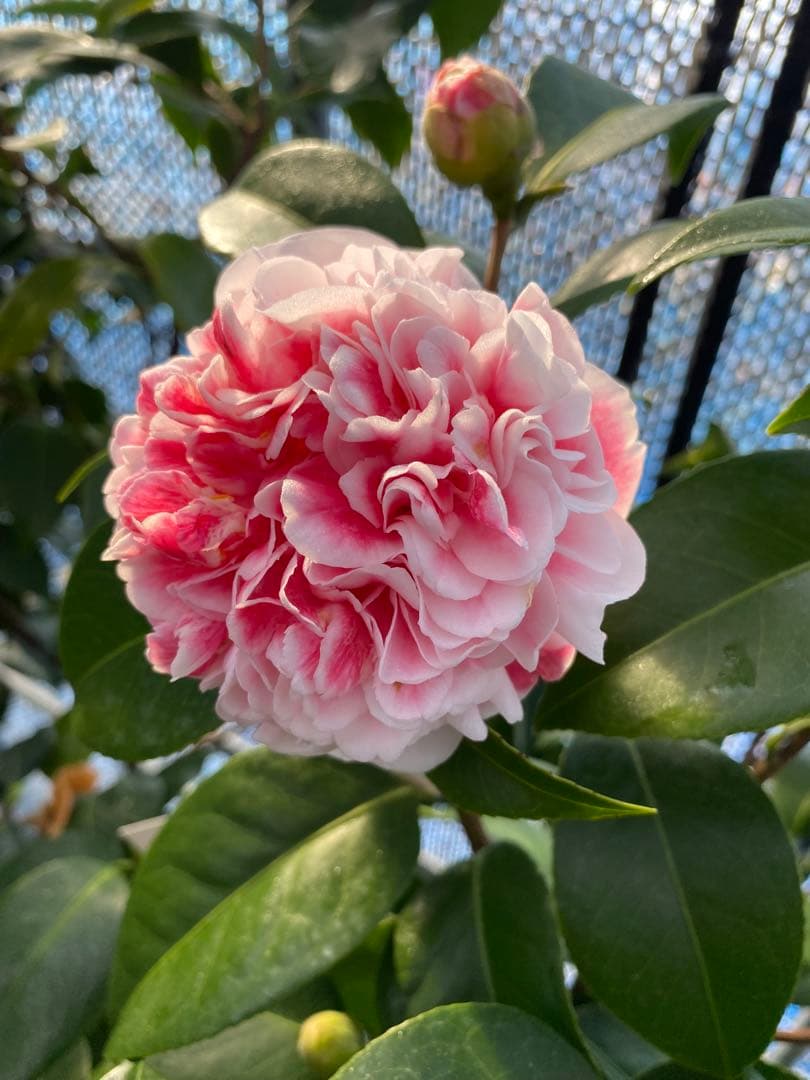 サト咲羽の誉(さわのほまれ)と炎セット苗