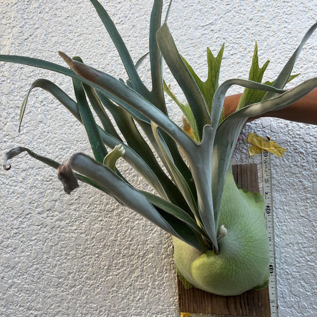 ビカクシダ ビーチーシルバー