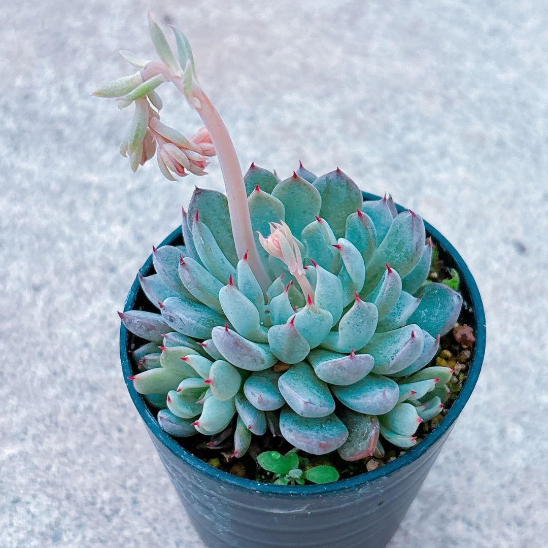 ザラゴーサSPノバ