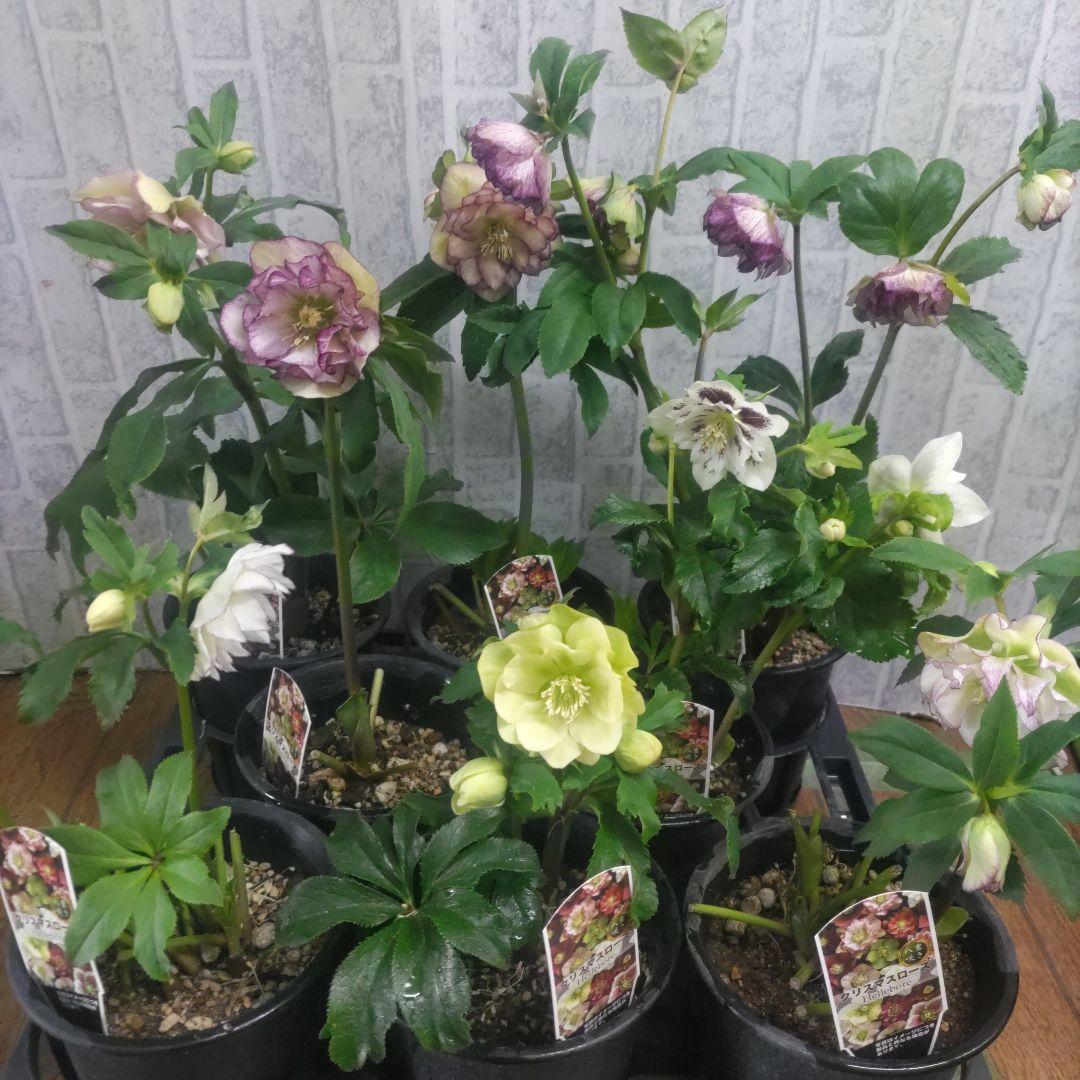 ７日入荷⭐️クリスマスローズダブル咲き⭐️８鉢セット