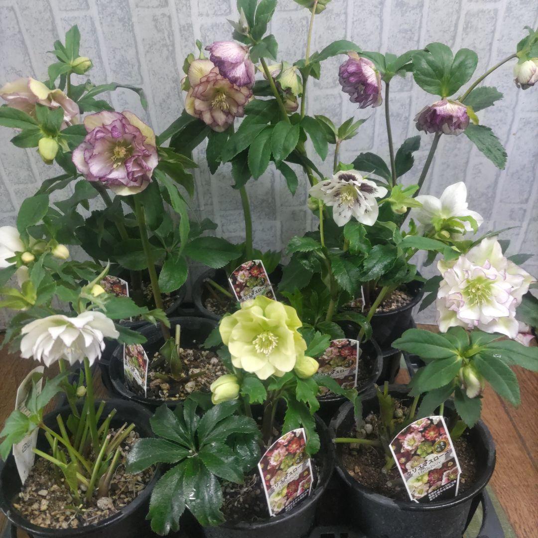 ７日入荷⭐️クリスマスローズダブル咲き⭐️８鉢セット