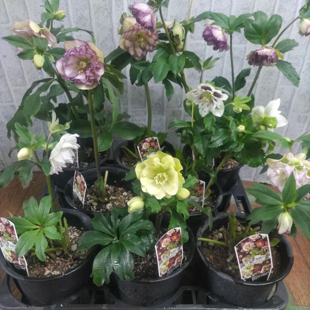 ７日入荷⭐️クリスマスローズダブル咲き⭐️８鉢セット