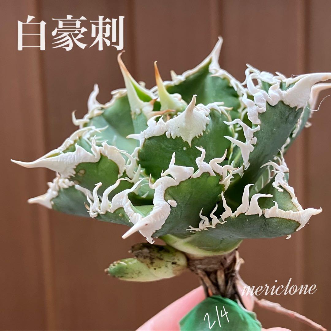 【速達】③特選　サイズ大　子株付き　アガべ　チタノタ　白豪刺　太棘
