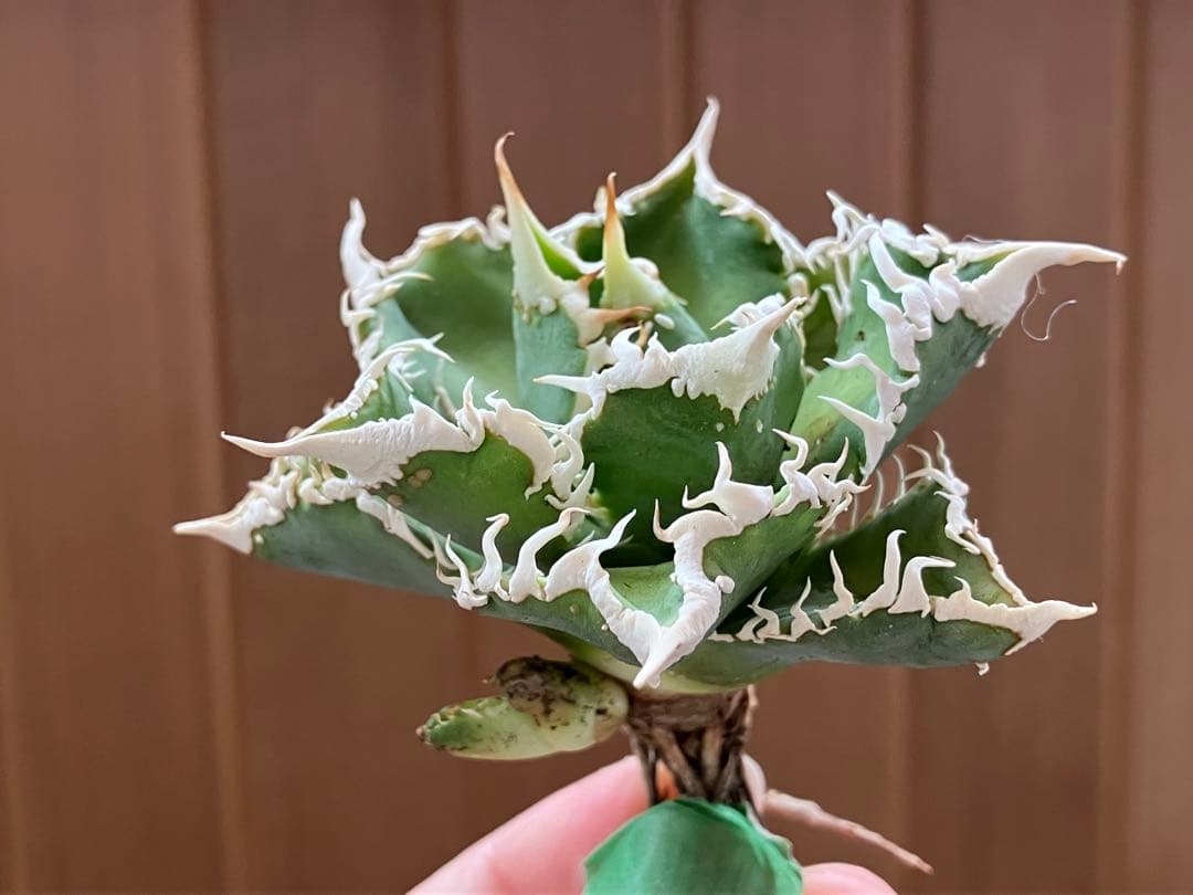 【速達】③特選　サイズ大　子株付き　アガべ　チタノタ　白豪刺　太棘