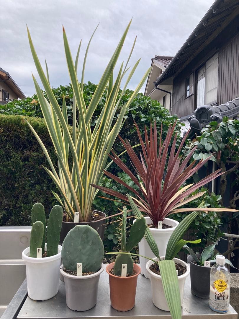 ドライガーデンＰセット鉢ごと配送致します。