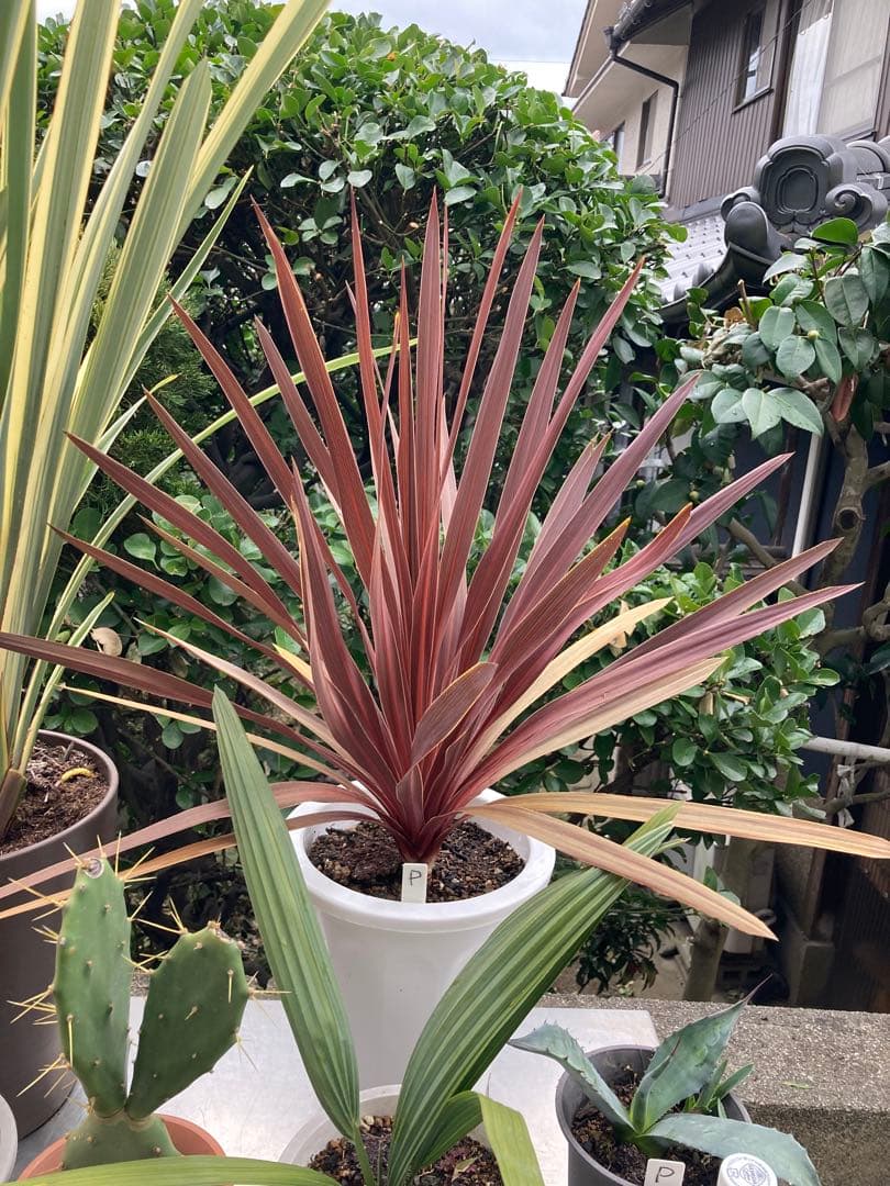 ドライガーデンＰセット鉢ごと配送致します。