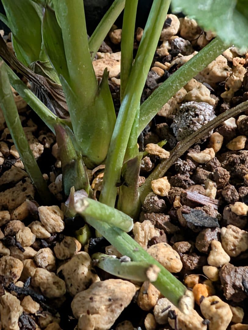 ◎専用★クリスマスローズ:【清楚で可憐な！カップ咲き・超小輪花】開花目前大株