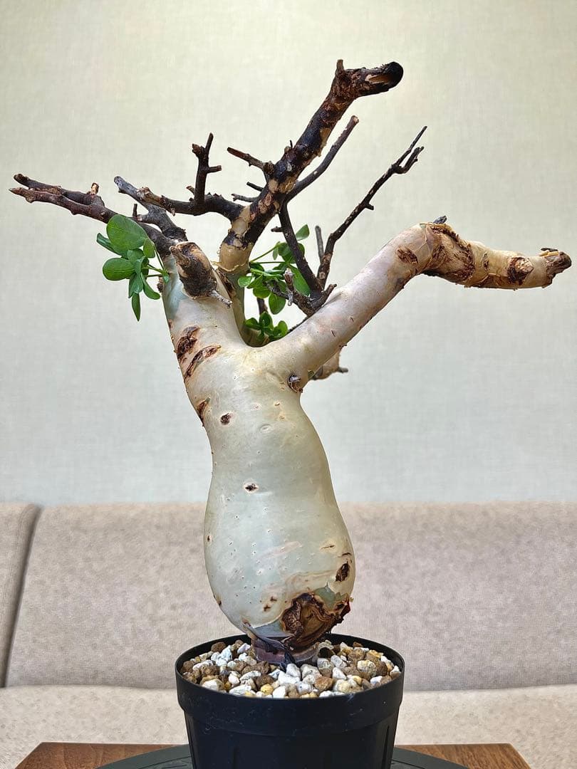 コミフォラ ピュアカタフ ソマリア産 コレクション ぷっくり