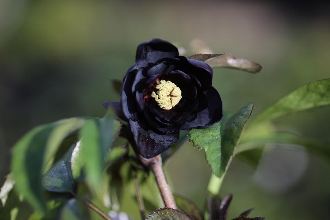 クリスマスローズ 開花株 DD八咫烏hyb