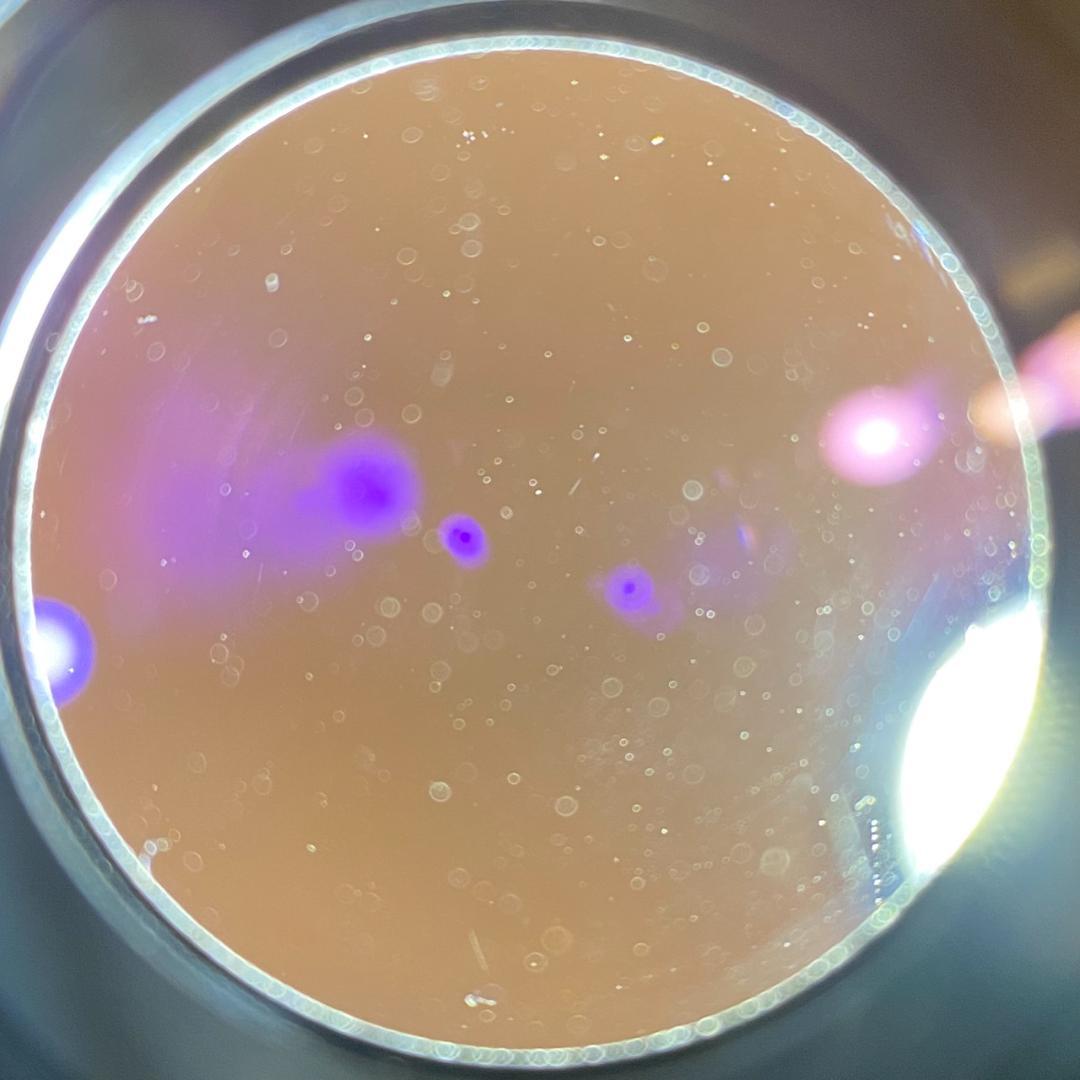 レンズ(単焦点) Summicron M50mm f2.0 2nd Black Chrome