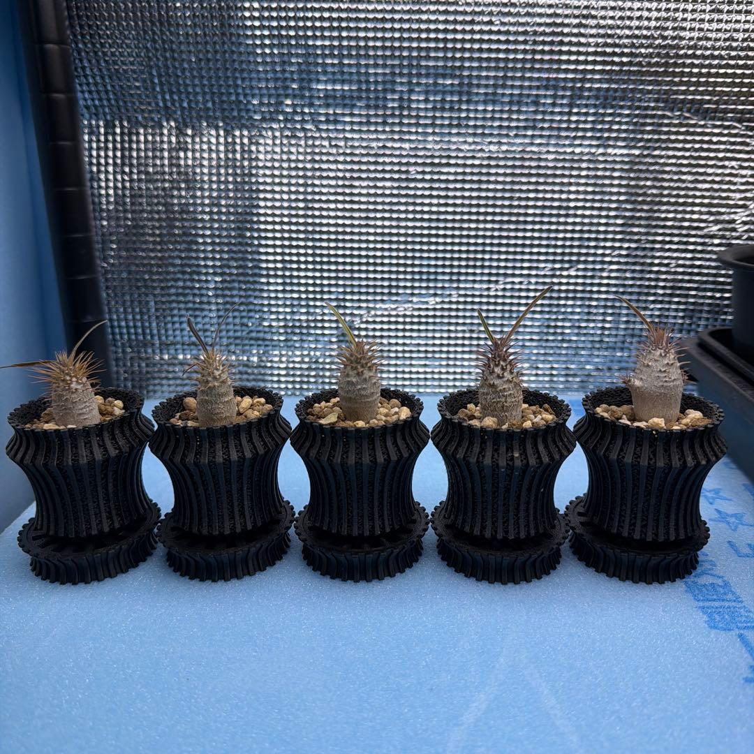 グラキリス　実生14 5株セット