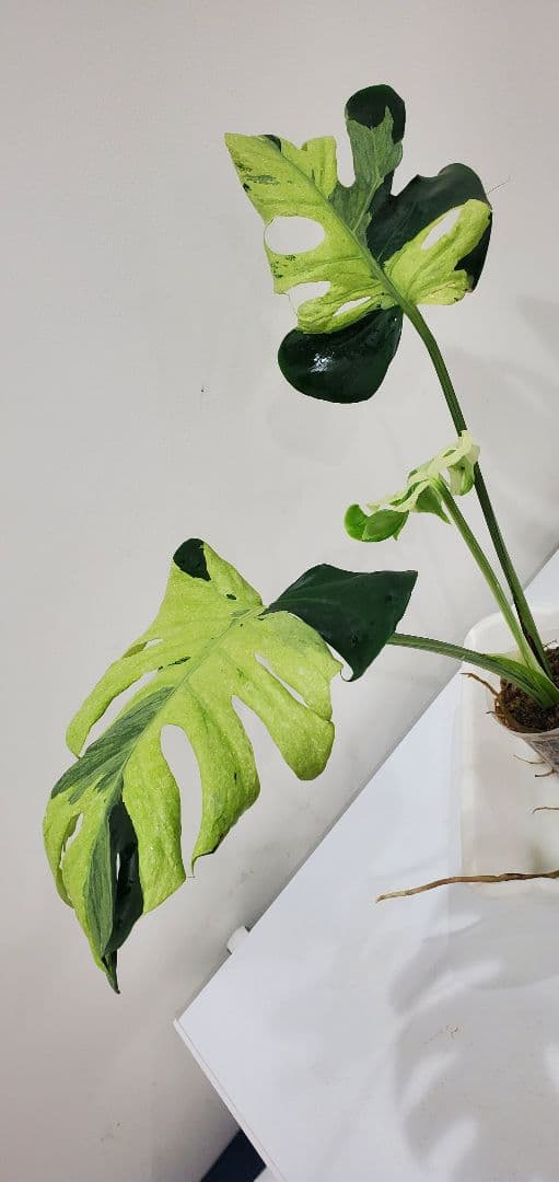 寒波sale超レアMonstera deliciosa Oceana