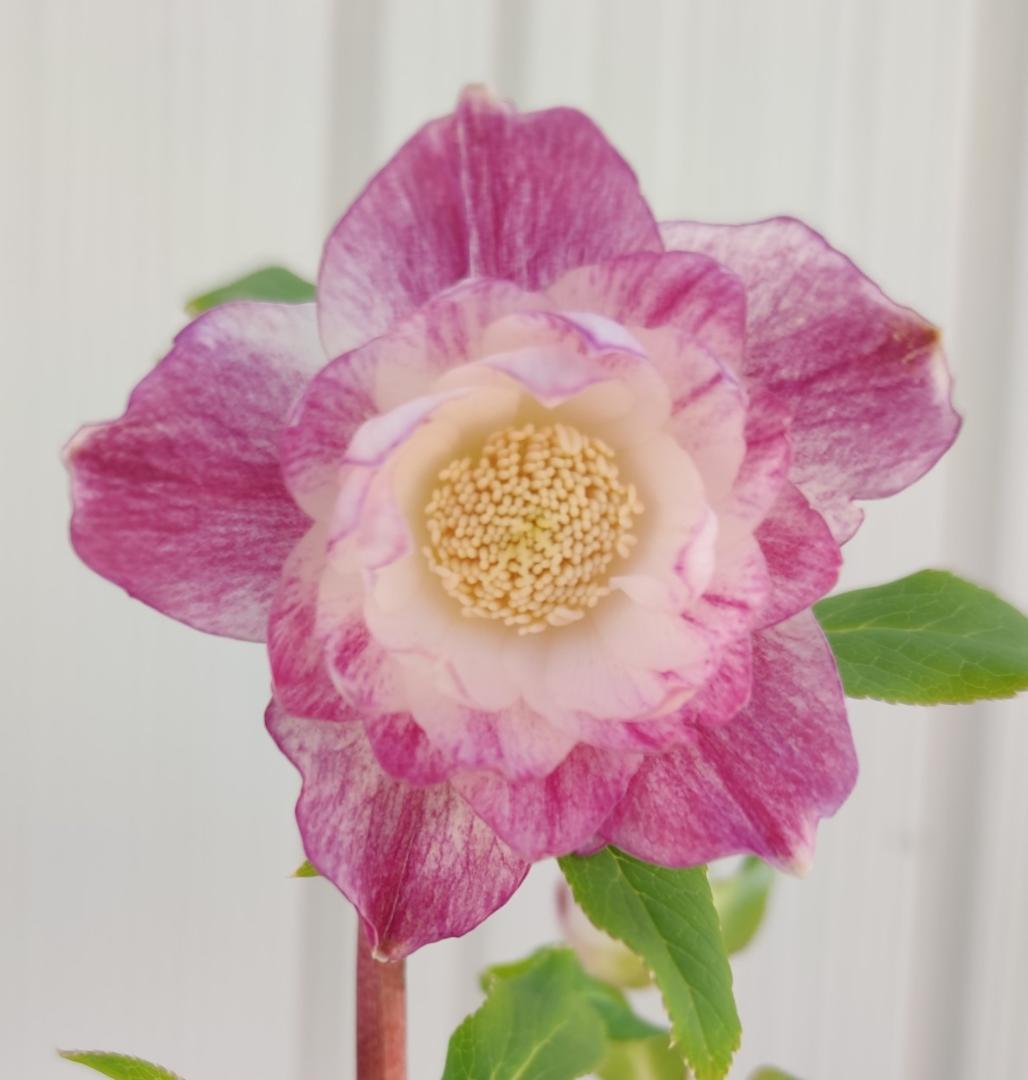 クリスマスローズ　広瀬園芸　やや多弁ピンクパープルグラデーションオーレア