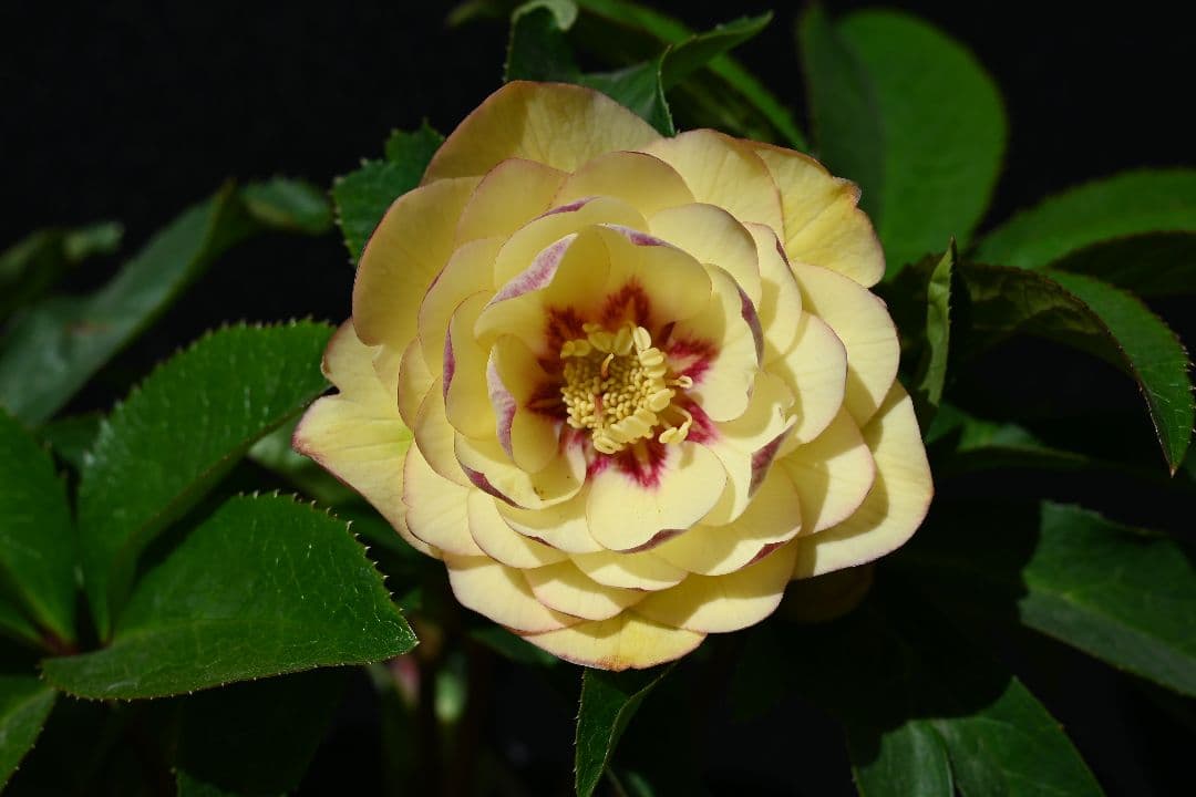 クリスマスローズ　ddゴールドピコティフラッシュ　加藤農園