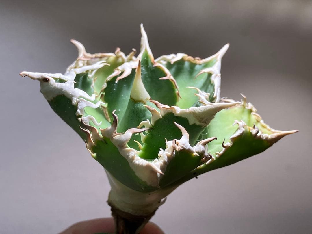 n*u様 【オークション】11 特選　太棘　アガべ　チタノタ　白豪刺　TC