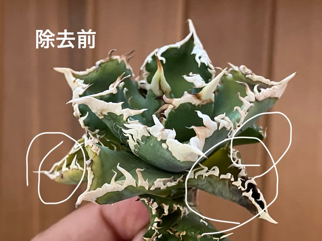 n*u様 【オークション】11 特選　太棘　アガべ　チタノタ　白豪刺　TC