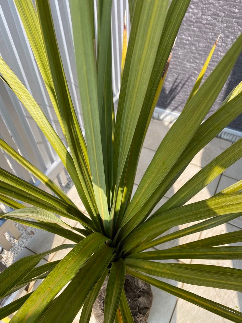 ニオイシュロラン　 コルジリネ・オーストラリス　ドラセナ