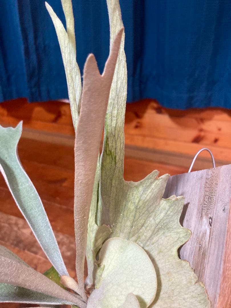 ビカクシダveitchii Auburn  ARS( mvs)