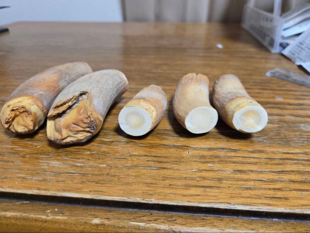 マッコウクジラの歯5個セット