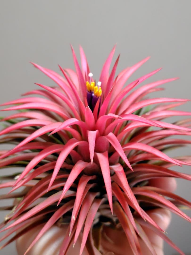 P*J様 新春セール イオナンタ ヘッジホッグ from TI