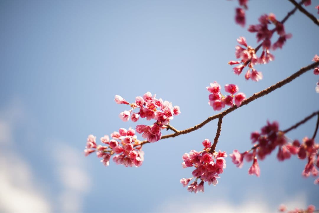 PENTAX S-M-C TAKUMAR 50mm f1.4 純正付属品付き