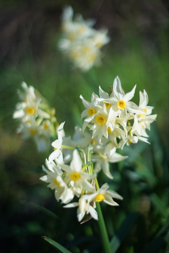 PENTAX S-M-C TAKUMAR 50mm f1.4 純正付属品付き